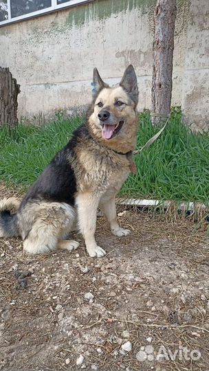 Собачка в добрые руки