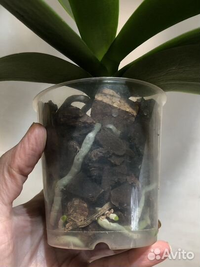 Орхидея фаленопсис Meidarland Smith Queen “MD”