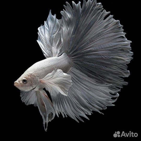 Петушок слоноухий-плакат