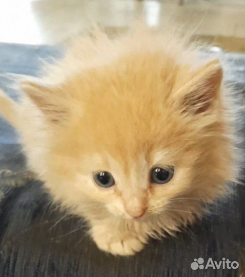 Отдам котят в добрые руки