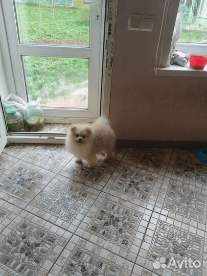 Мальчик в померанском типе