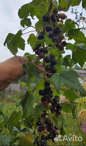 Смородина Ядреная саженцы купить в Красноярске | Товары для дома и дачи ...