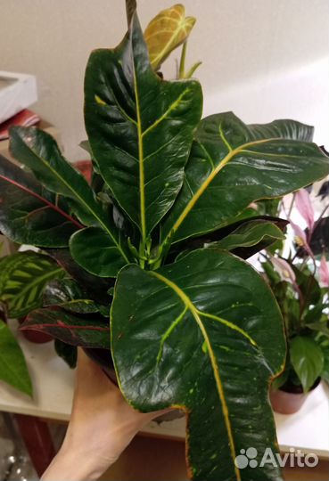 Кодиеум кротон