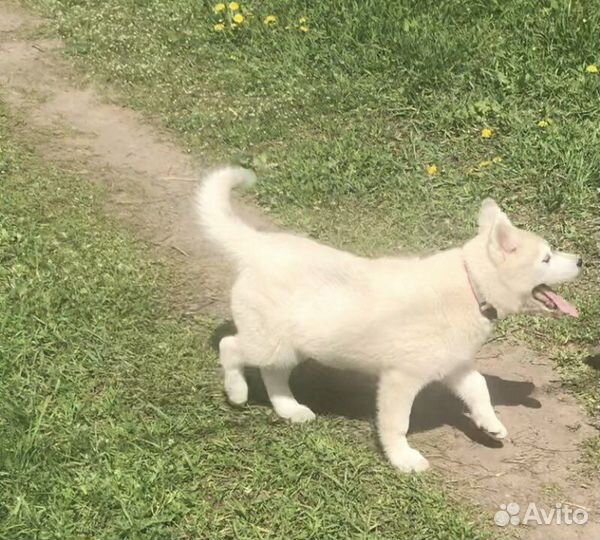 Щенок сибирской хаски девочка голубоглазая