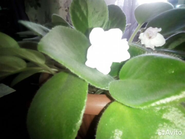 Комнатные растения цветы