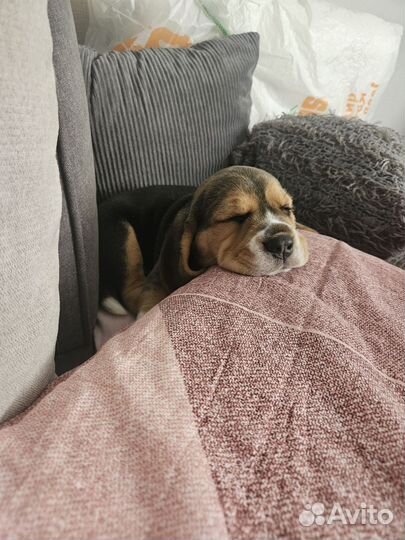 Щенки бигль девочка