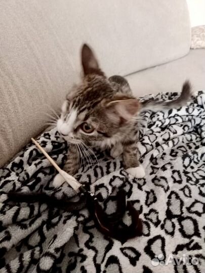 Котенок в добрые руки