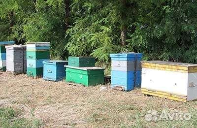 Лежак 16рамок с пчелами