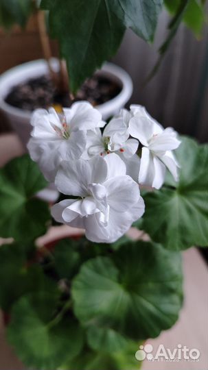 Пеларгония герань