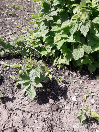 Рассада помидор