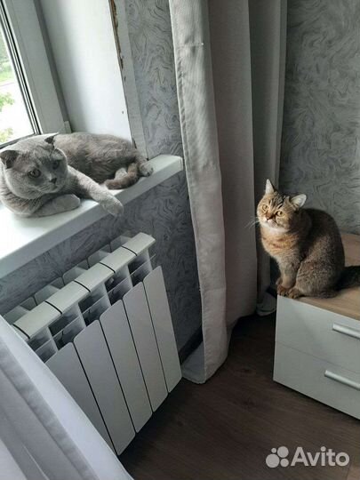 Вислоухий кот (вязка)