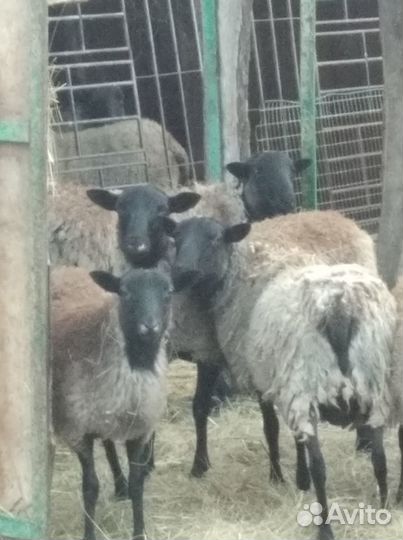 Продаю племенных овец романовской породы