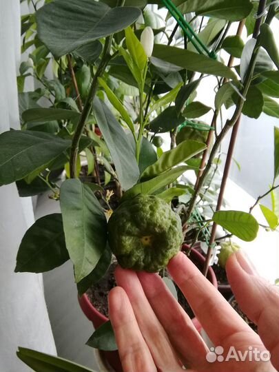 Цитрусовое дерево