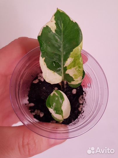 Сциндапсус, филодендрон, фикус и др