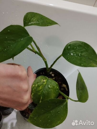 Эпипремнум золотистый (сциндапсус)