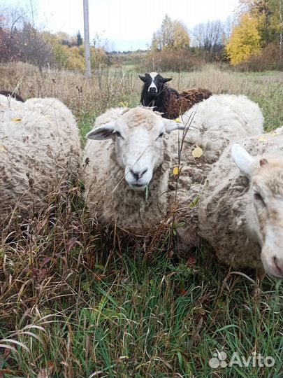 Овцы баран