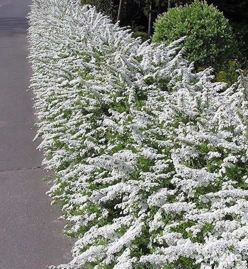 Спирея серая Грефшейм