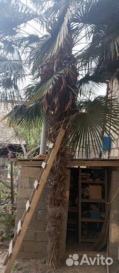 Дерево Пальма