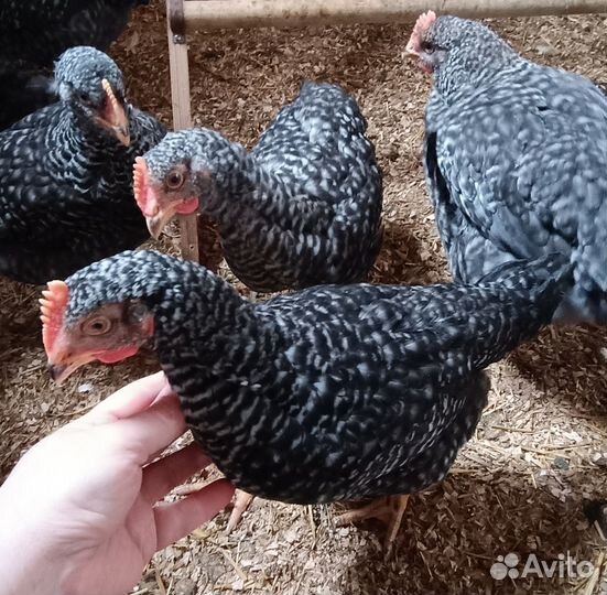 Продам суточных и подрощенных цыплят