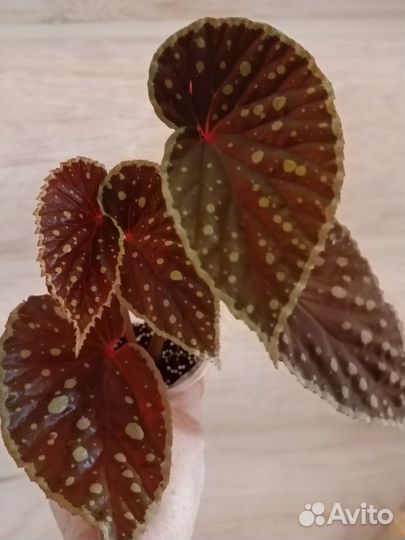 Queen Constellation бегония