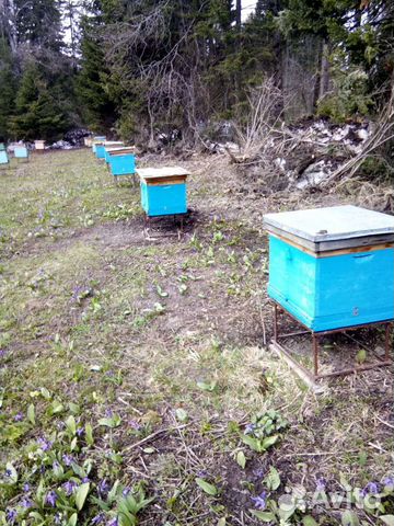Пчелы и улья, Продам 25 семей
