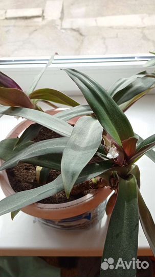 Алоэ, каланхоэ, маранта, хлорофитум кучер. по 100