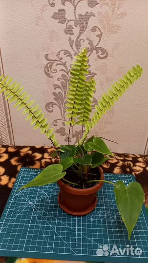 Антуриум ванилла + папоротник Нефролепис
