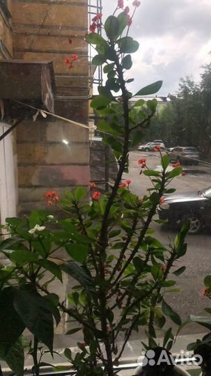 Комнатные цветы