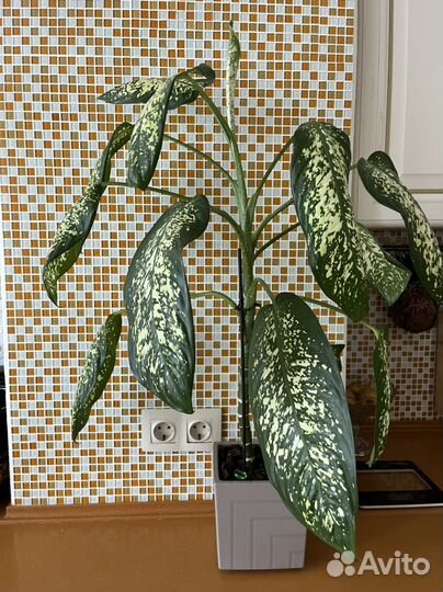 Комнатное растение