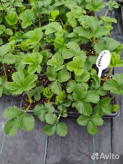 Рассада клубники
