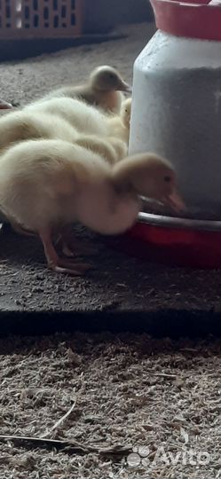 Утята стар 53 и Агидель