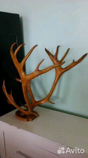 Рога оленя