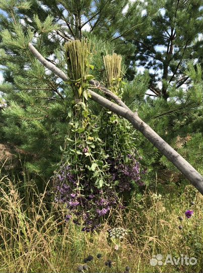 Душица трава