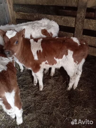 Телята бычки