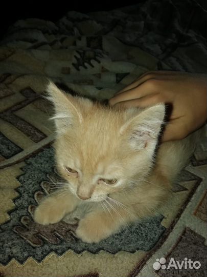 Рыжий котенок мальчик