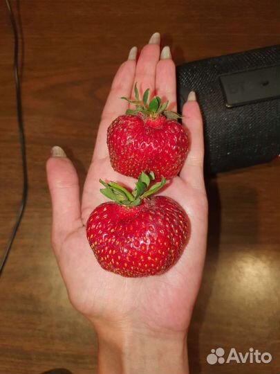 Рассада клубники