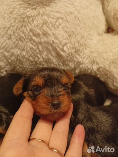 Йоркширский терьер