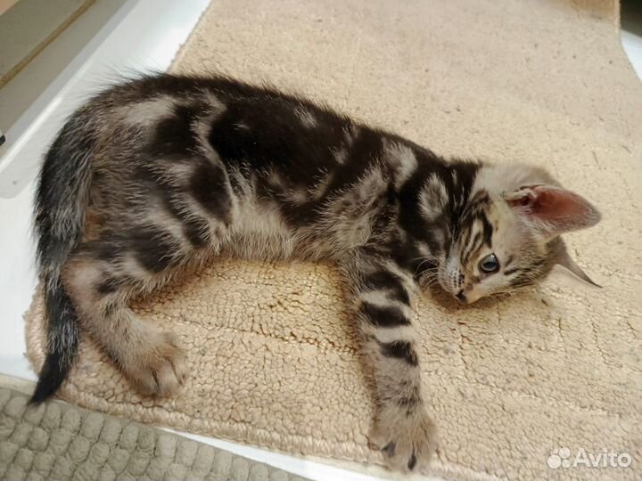 Бенгальские котята