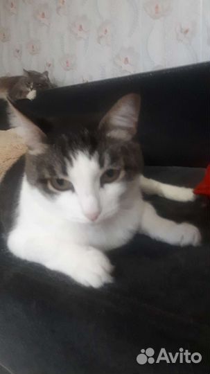 Даша ищет семью