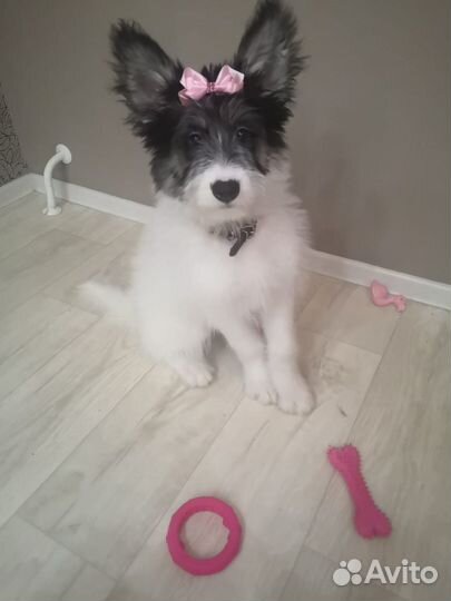 Щенок девочка