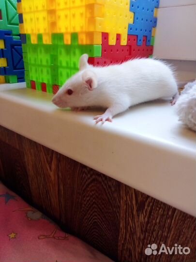 Декоративная крыса Альбинос