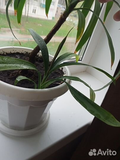Драцена,детки