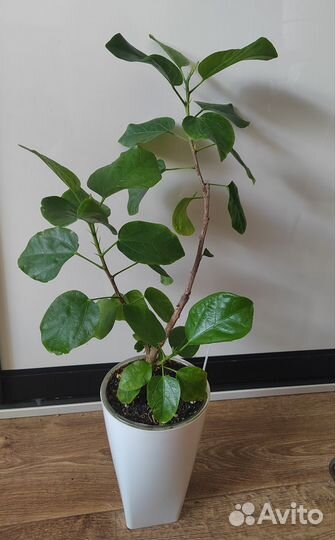 Гибискус сортовой