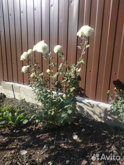 Хризантема