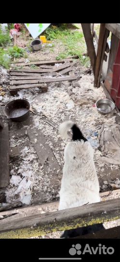 Молодая собака в добрые руки