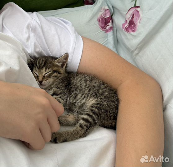 Котята