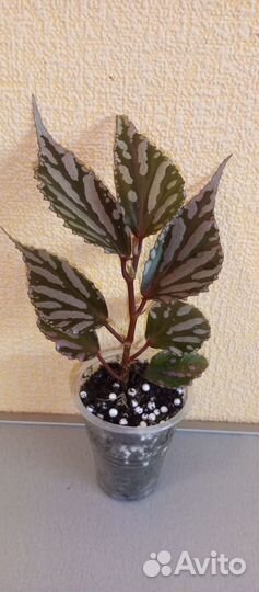 Бегония Julau,Селангинелла