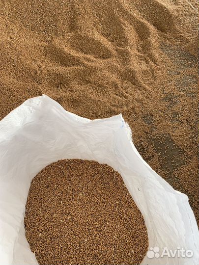 Зерно пшеница