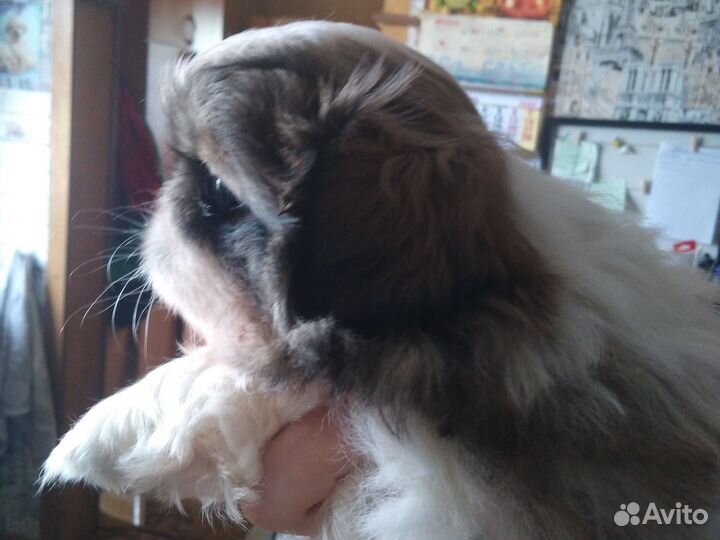 Щенки пекинеса