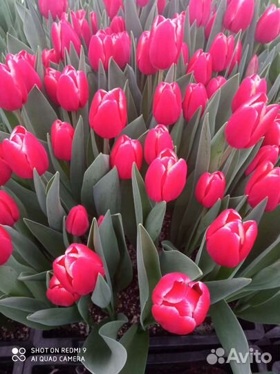 Луковицы тюльпанов